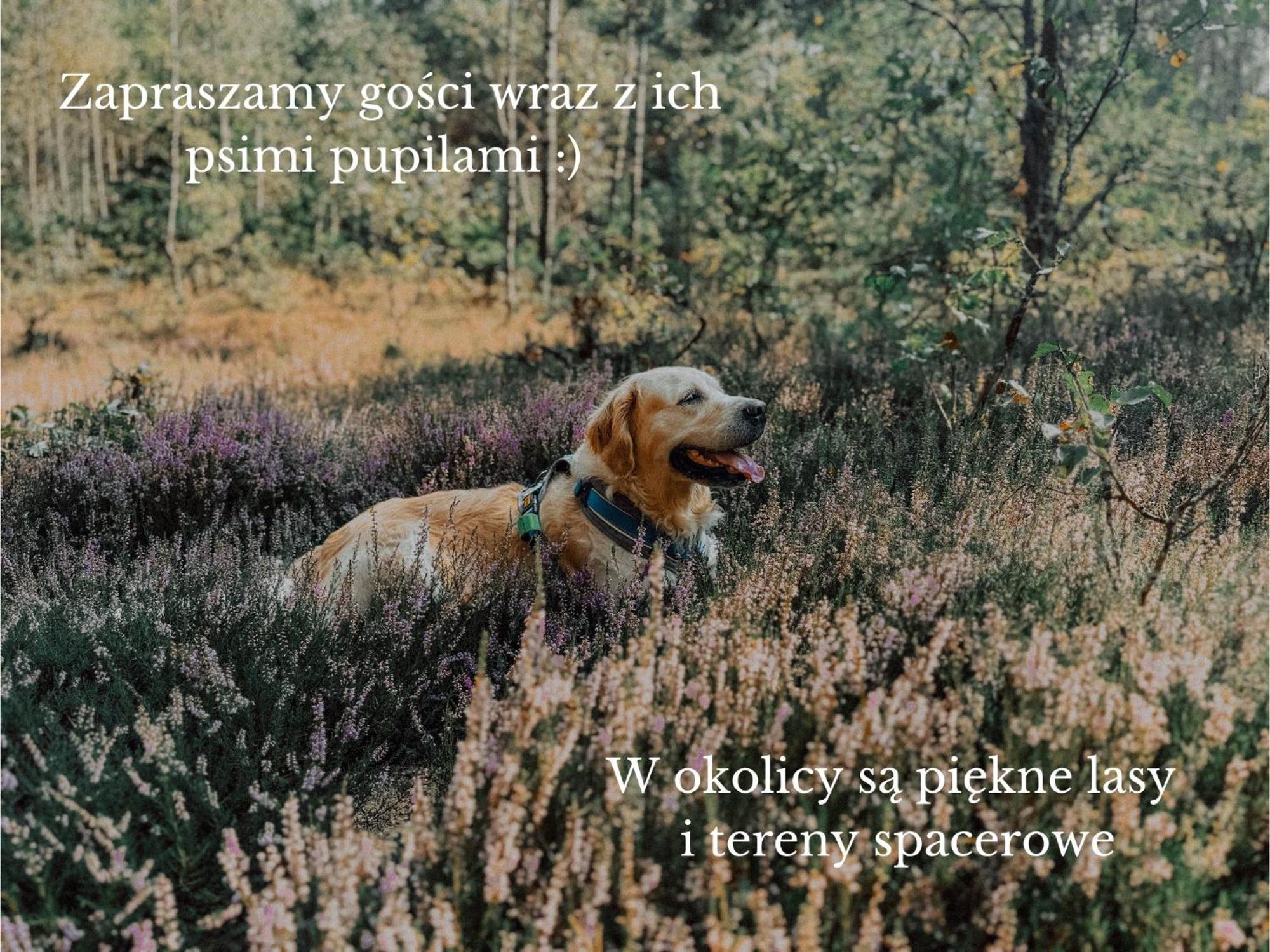Boho Przystan Łazy Exteriér fotografie